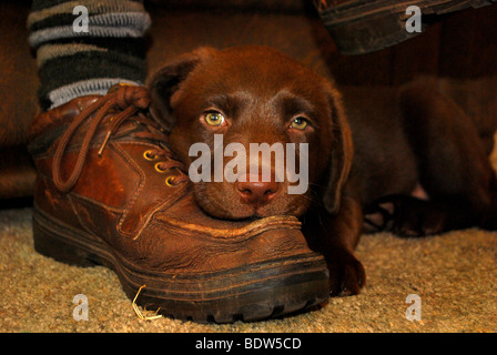 Un chiot labrador chocolat reposant sur un boot Banque D'Images