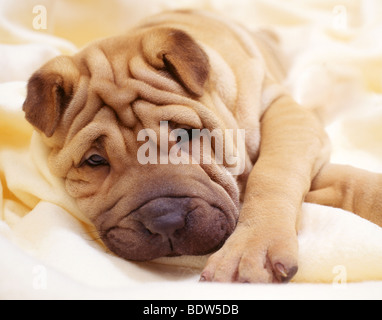Shar-Pei dog, visage Banque D'Images