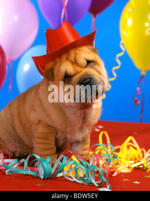 Shar Pei à la fête Banque D'Images