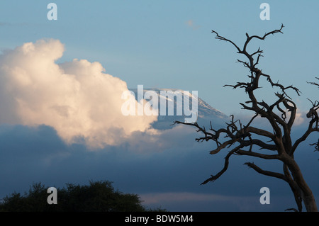 KENYA Coucher de soleil paysage avec des arbres et le Kilimandjaro en arrière-plan. Parc National d'Amboseli. Photo par Sean Sprague 2007 Banque D'Images