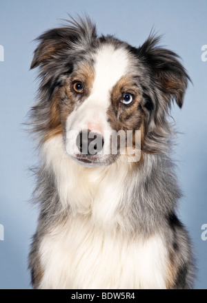 Portrait d'un Border Collie Banque D'Images