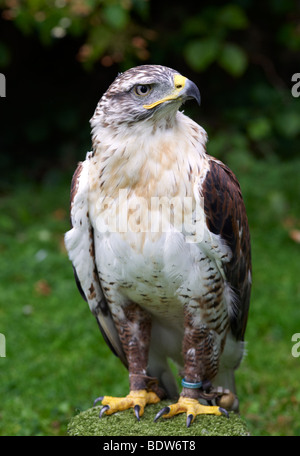 Buse rouilleuse, Buteo regalis, buse pattue ROUGH, fauconnerie, RAPTOR, AMÉRIQUE DU NORD, OISEAU, OISEAU DE PROIE Banque D'Images