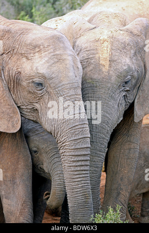 Groupe de la famille des éléphants d'Afrique Loxodonta africana à l'Addo National Park, Afrique du Sud Banque D'Images