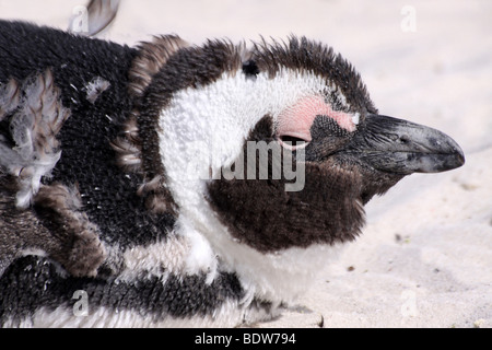 Chef d'une mue Manchot Spheniscus demersus sur Boulders Beach, Simonstown, Afrique du Sud Banque D'Images