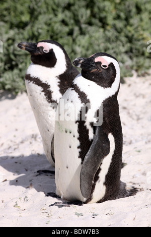 Paire de pingouins africains Spheniscus demersus sur Boulders Beach, Simonstown, Afrique du Sud Banque D'Images