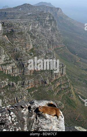 Cape Hyrax Procavia capensis Rock ou au soleil en haut de Table Mountain, Cape Town, Afrique du Sud Banque D'Images