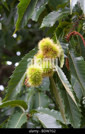 Sweet chestnut Castanea sativa Kent UK fruits au début de l'automne Banque D'Images