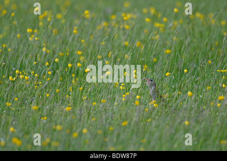 Râle des genêts Crex crex en appelant hay meadow sur l'île de South Uist, îles de l'Ouest, de l'Écosse. Banque D'Images