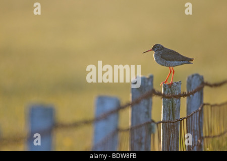 Chevalier gambette Tringa totanus adultes d'été sur l'île de South Uist, en Écosse. Banque D'Images