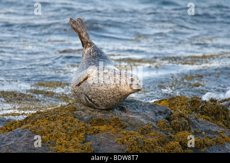 Phoque commun Phoca vitulina ou sur l'îlot rocheux. South Uist, en Écosse. Banque D'Images