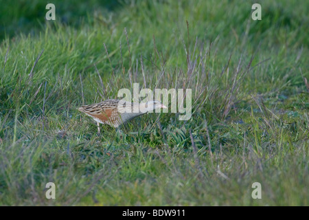 Râle des genêts Crex crex rupture adultes. South Uist, îles de l'Ouest, de l'Écosse. Banque D'Images