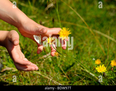 Les mains des enfants essayant de capturer butterfly Modrava Roklansky potok Parc National de Sumava République Tchèque Banque D'Images