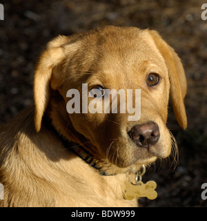 Golden Labrador chiot. Banque D'Images