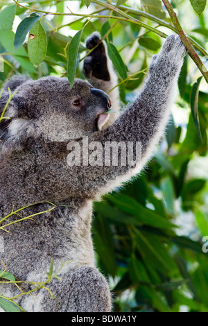 Un koala dans le zoo de Taronga à Sydney, Australie Banque D'Images