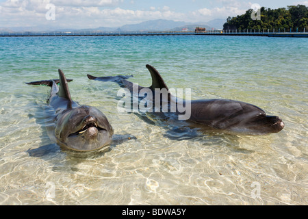 Deux grands dauphins (Tursiops truncatus), les eaux peu profondes de l'océan, l'aventure, Subic Bay, Luzon, Philippines, Mer de Chine du Sud, P Banque D'Images