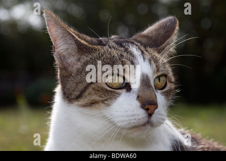 Cat close up, oreilles vers l'arrière Banque D'Images