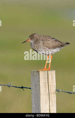 Chevalier gambette Tringa totanus adultes l'été. North Uist, îles de l'Ouest, de l'Écosse. Banque D'Images