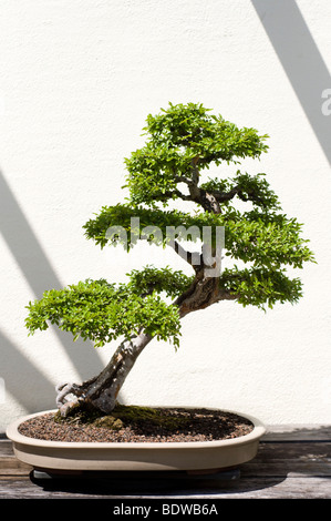 Un bonsai d'un chinois miniature l'orme (Ulmus parvifolia) arbre sur l'affichage à l'Arboretum National à Washington, DC. Banque D'Images