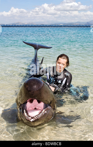 Femme de caresser fausse orque (Pseudorca crassidens), l'eau peu profonde, de l'océan d'aventures, Subic Bay, Luzon, Philippines, Afrique du Banque D'Images