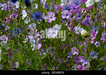 Dans le champ de coquelicots et barbeaux Banque D'Images