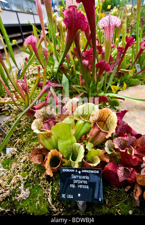 La sarracénie à Cambridge Jardin Botanique avec l'étiquette Banque D'Images