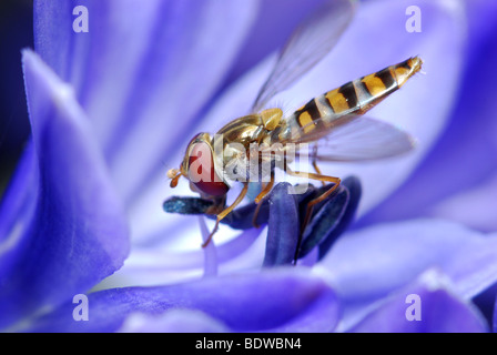 L'hoverfly, Episyrphus. la collecte du pollen et du nectar d'une fleur agapanthus. Banque D'Images