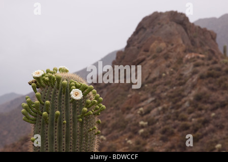 La pointe d'un cactus géant saguaro en fleur dans le désert près de Tucson en Arizona Banque D'Images