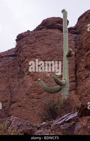 Un cactus géant saguaro (en fleurs) se distingue en plus d'une paroi rocheuse sur un jour de pluie près de Tucson en Arizona Banque D'Images