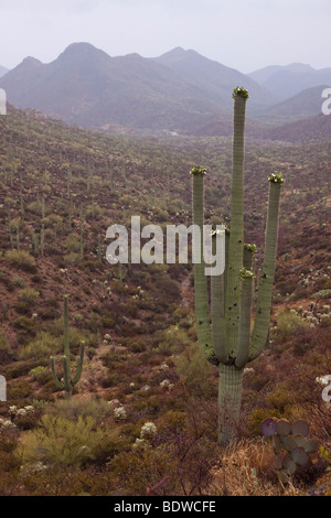 Un cactus géant saguaro (en fleurs) dans cette vallée un jour de pluie près de Tucson en Arizona Banque D'Images