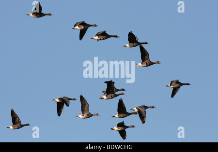 Troupeau d'Oies rieuses (Anser albifrons) en vol, Naturschutzgebiet Wuemmewiesen nature reserve, Brême, Allemand Banque D'Images