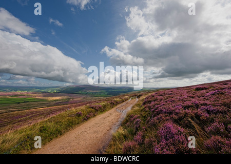 Purple heather à la fin de l'été sur Barden Moor près de Skipton, Yorkshire du Nord UK Banque D'Images