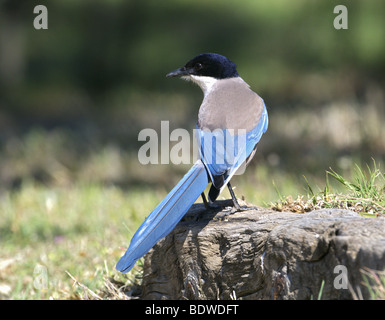 AZURE- PIE CYANOPICA CYANUS AILÉ perché sur souche D'ARBRE EXTREMEDURA ESPAGNE Banque D'Images