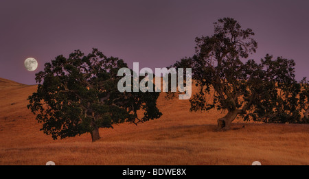 La pleine lune se lève au-dessus de la Californie Oaks le long des collines côtières de roulement. Le sud de la vallée de Santa Clara, Californie, USA. Banque D'Images