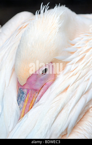 Pélican blanc Pélican à bec ou rugueux (Pelecanus erythrorhynchos), portrait Banque D'Images
