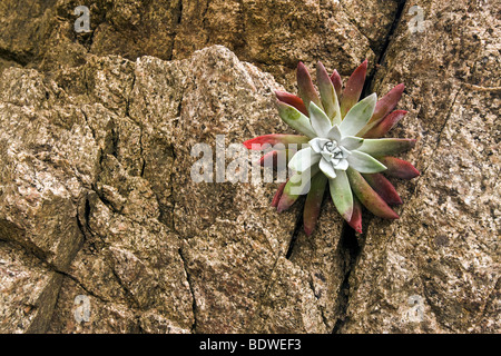 Un succulent grandit par une fissure dans un mur de granit, Garrapata State Park, Big Sur, Californie, USA. Banque D'Images