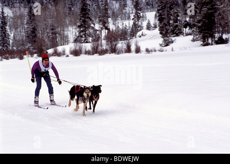 Le Skijoring près de Falkland, C.-B., Thompson Okanagan, Colombie-Britannique, Canada - Skijor Compétition avec les chiens, l'hiver Banque D'Images