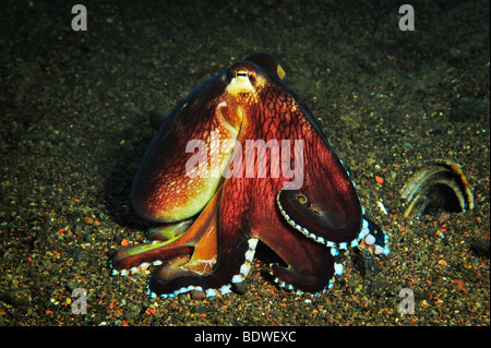 À Taches blanches de l'Atlantique (Octopus Octopus macropus), à Amed, Bali, Indonésie, Asie du sud-est Banque D'Images