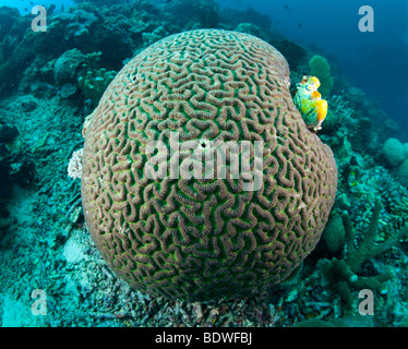 (Platygyra daedalea corail cerveau), l'Indonésie, Banque D'Images