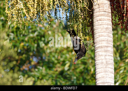 Strepera graculina Currawong, pied, manger du fruit de l'Alexandra Palm. L'oiseau a une baie dans son bec Banque D'Images