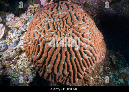 (Platygyra daedalea corail cerveau), Indonésie Banque D'Images