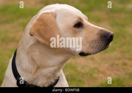 Vue de côté et de close up de chien labrador jaune Banque D'Images