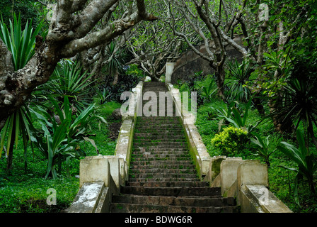 Frangipaniers rouge (Plumeria rubra), fleur nationale du Laos, sur la pierre des escaliers à la montée sur le Mont Phousi, monument d'entente Banque D'Images