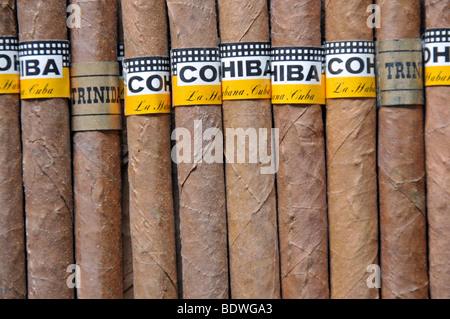 Cohiba cigares, tabac roulé de Cuba Banque D'Images