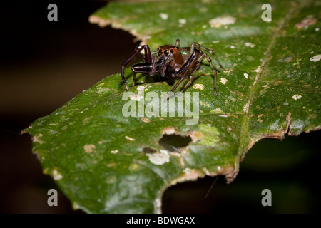 Une araignée sauteuse tropical, de la famille des Salticidae, avec de grandes chélicères. Photographié au Costa Rica. Banque D'Images