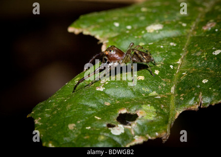 Une araignée sauteuse tropical, de la famille des Salticidae. Photographié au Costa Rica. Banque D'Images