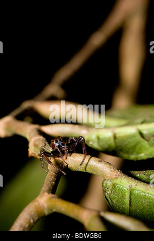 Une araignée sauteuse tropical, de la famille des Salticidae. Photographié au Costa Rica. Banque D'Images