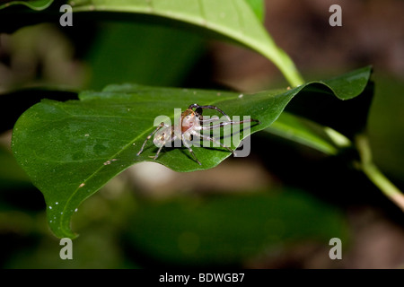 Une araignée sauteuse tropical, de la famille des Salticidae. Photographié au Costa Rica. Banque D'Images