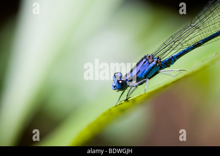 Demoiselle bleue, ordre des odonates, sous-ordre Zygoptera. Photographié dans les montagnes du Costa Rica. Banque D'Images