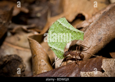 Fourmis coupeuses de feuilles, ordre des Hyménoptères, famille Formicidae, avec un fragment de feuille. Photographié dans les montagnes du Costa Rica. Banque D'Images