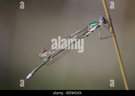 Emerald (Lestes sponsa) Demoiselle sur un brin d'herbe Banque D'Images